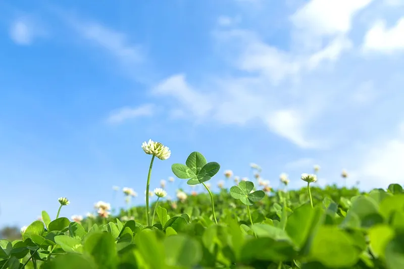 訪問看護師/パート・アルバイト